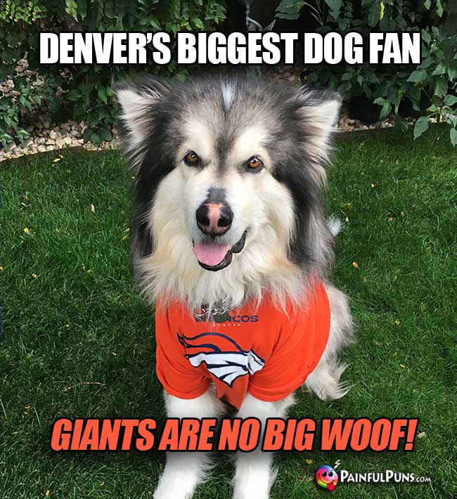 Denver's Biggest Dog Fan says Giants Are No Big Woof!