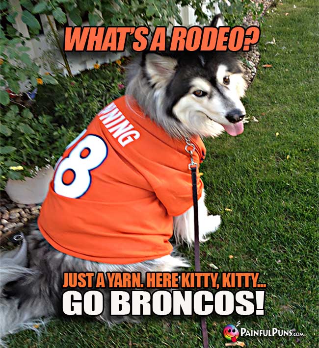 What's a rodeo? Just a yarn. Here Kitty, Kitty... Go Broncos!