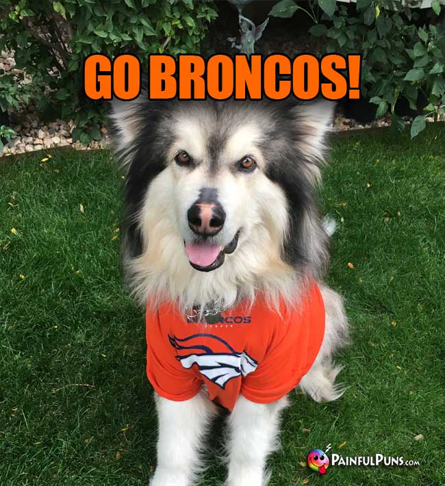 Big Malamute Dog Fan Says: Go Broncos!