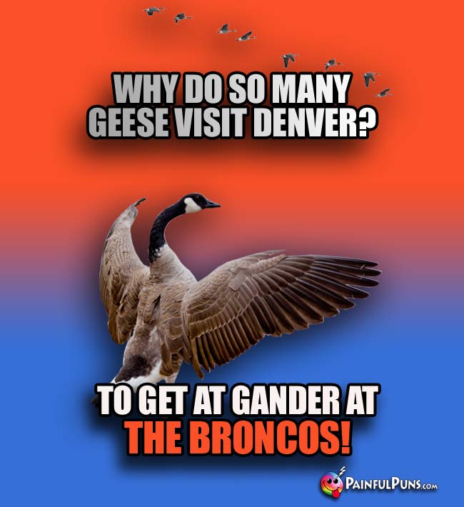 Q. Why do so many geese visit Denver? A. To get a gander at the Broncos!