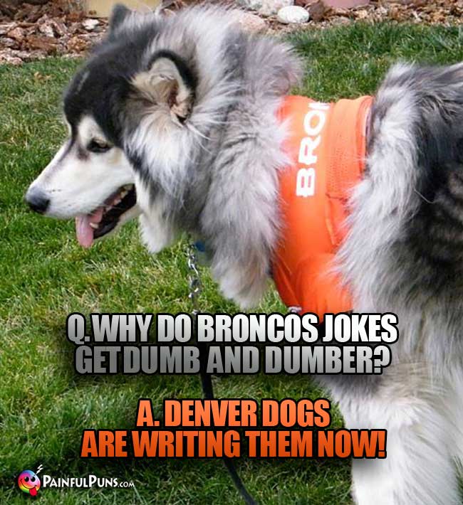 Q. Why do Broncos jokes get dumb and dumber? A Denver dogs are writing them now!