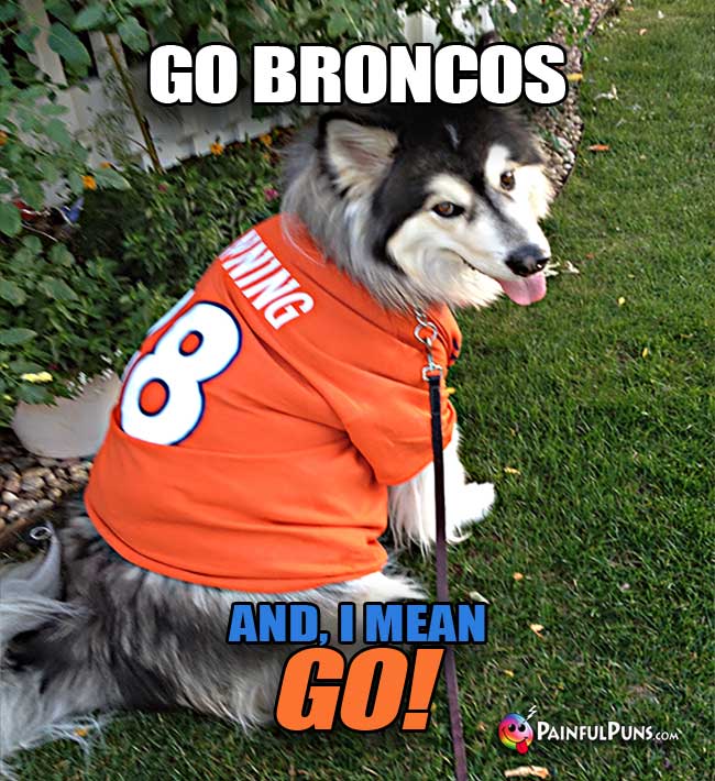 Denver dog  out for a walk says: Go Broncos, and I Mean Go!