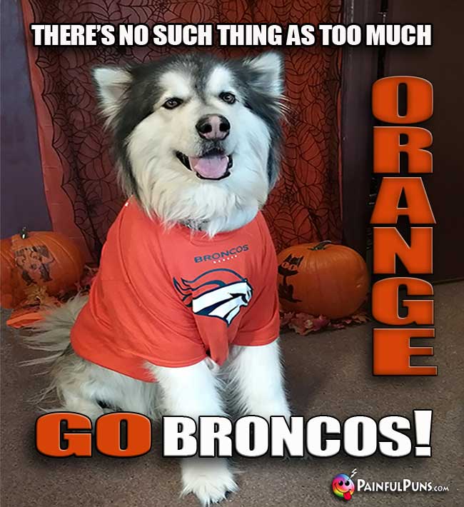 Dog wearing team t-shirt says: tThere's no such thing as too much Orange. go Broncos1