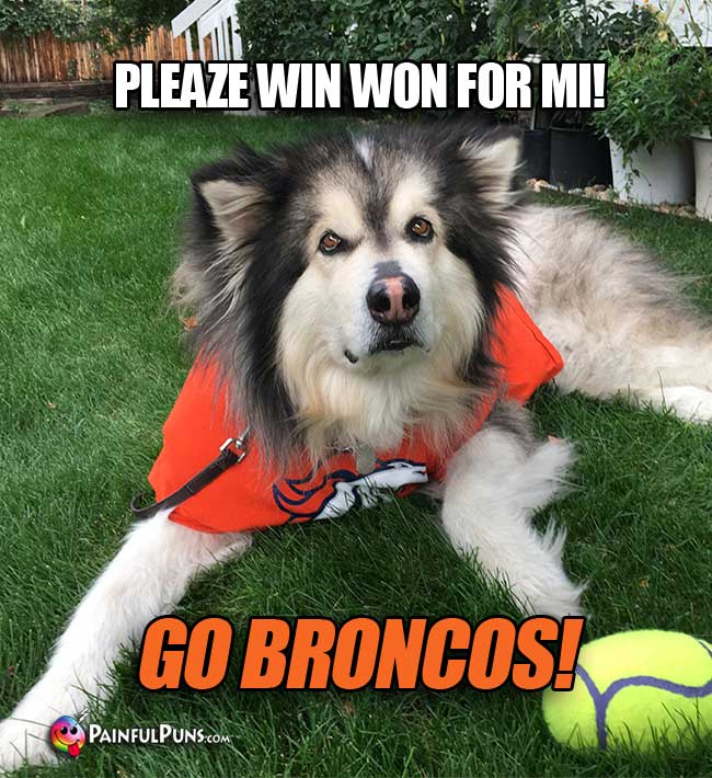 Denver dog fan says: Pleaze win won for me! Go broncos!