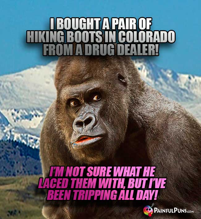 Ape says: I bought a pair of hiking boots in Colorado from a drug dealer! I'm not sure what he laced them with, but I've been tripping all day!