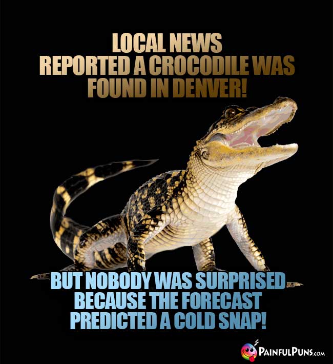 Local news reported a crocodile was found in Denver! But nobody was surprised because the forecast predicted a cold snap!