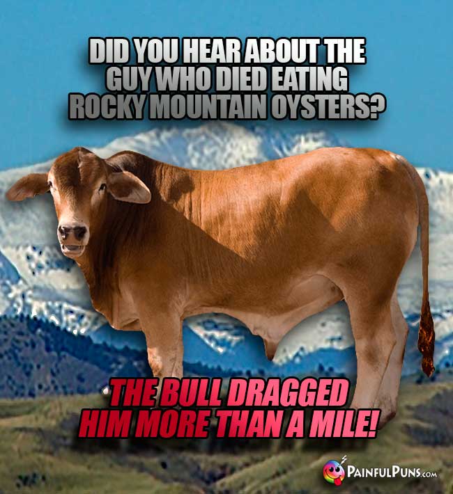 Bull asks: Did you hear about the guy who died eating Rocky Mountain Oysters? The bull dragged him more than a mile!
