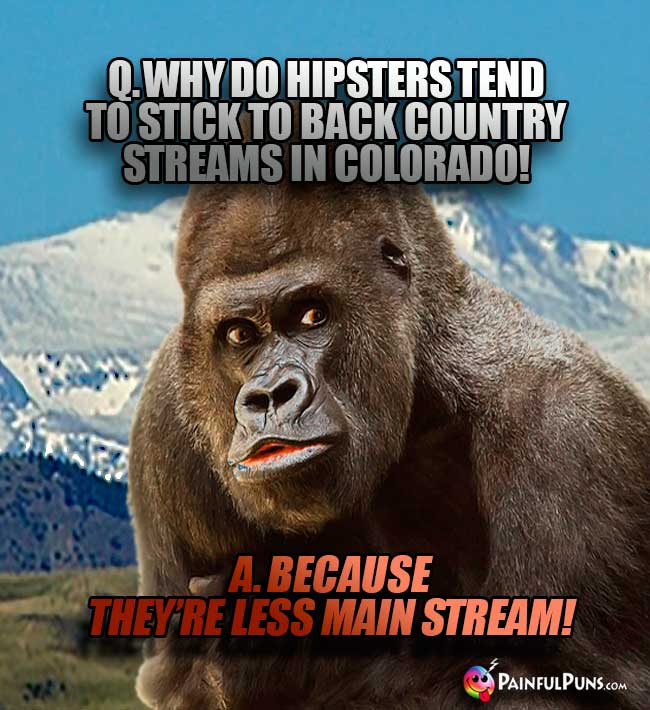 Q. Why do hipsters tend to stick to back country streams in Colorado? A. Because they're less main stream!