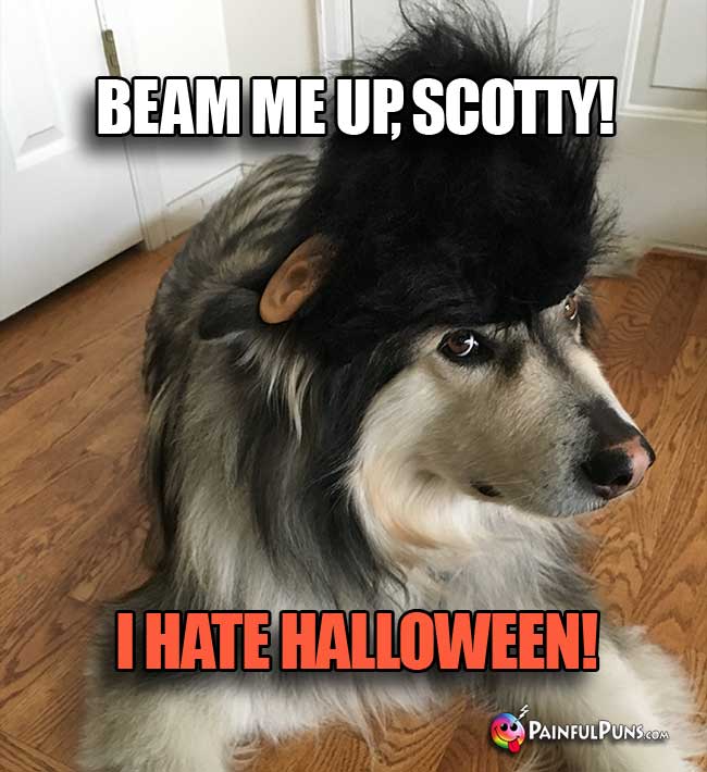 Dog wearing a Spock wig with Vulcan ears says: Beam me up, Scotty! I hate Halloween!