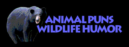 Animal Puns, Wildlife Humor