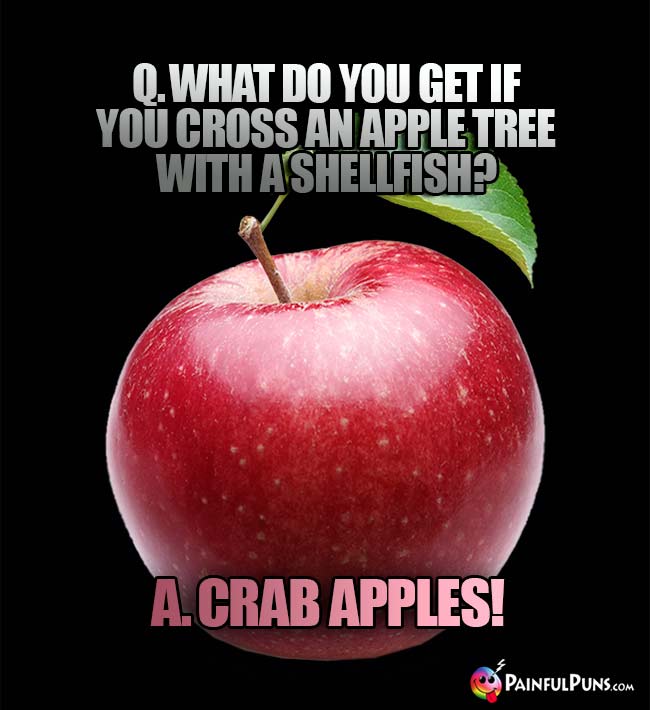 Q. What do you get if you cross an apple tree with a shellfish? A. Crab apples!