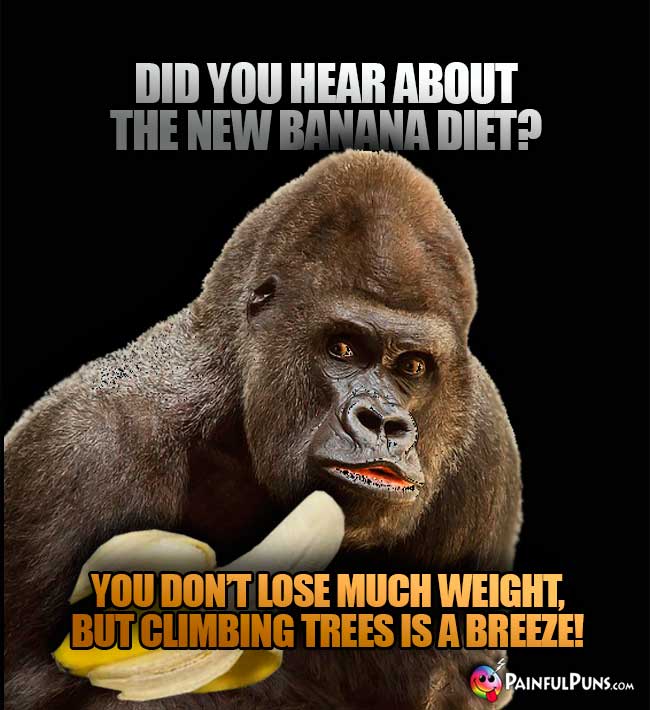 Gorilla asks: Did you hear about the new banana diet? You don't lose much weight, but climbing trees is a breeze!