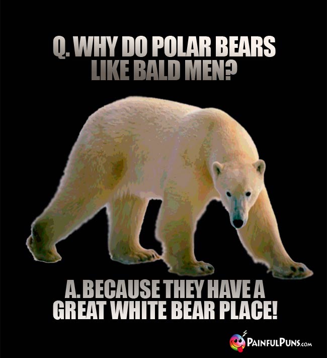 Q. Why do polar bears like bald men? A. because they have a great white bear place!