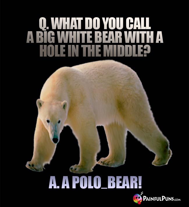 Q. What do you call a big white bear with a hole in the middle? A. A Polo_Bear!