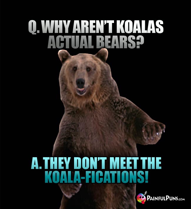 Q. Why aren't koalas actual bears? A. They don't meet the koala-fications!