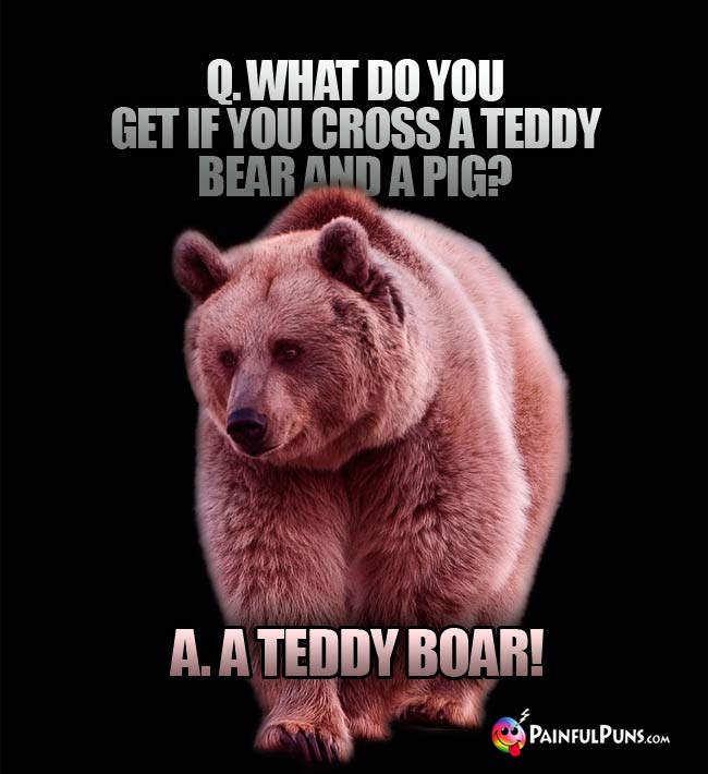 Q. What do you get if you cross a Teddy bear and a pig? A. A Teddy Boar!