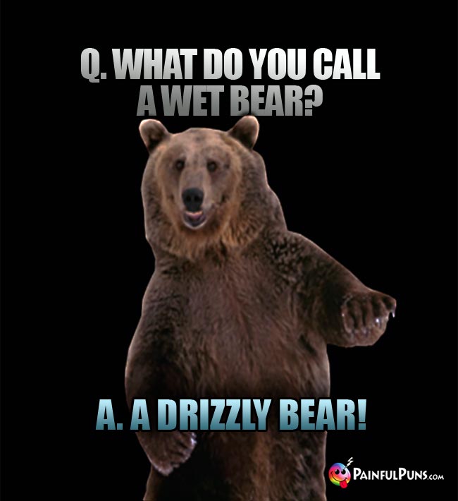 Q. What do you call a wet bear? A. A Drizzly bear!