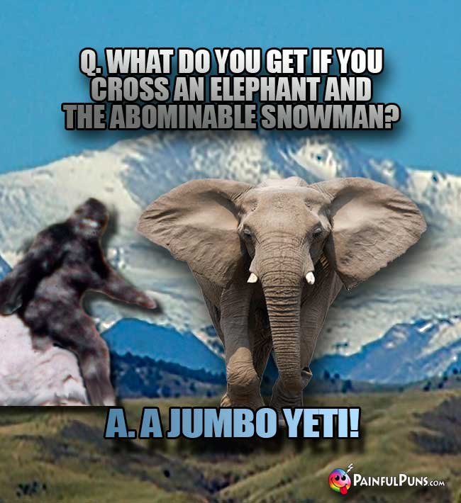 Q. What do you get if you cross an elephant and the abominable snowman? A. A Jumbo Yeti!