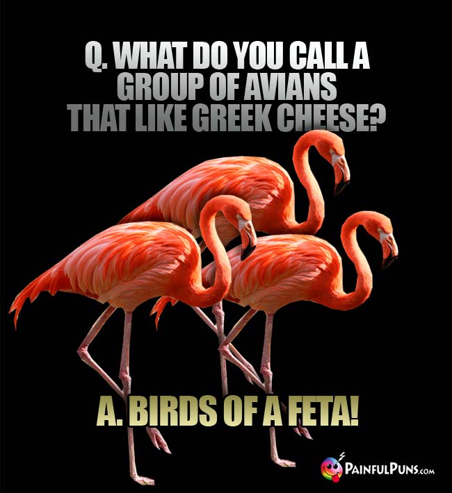 Q. What do you call a group of avians that like Greek cheese? A. Birds of a Feta!