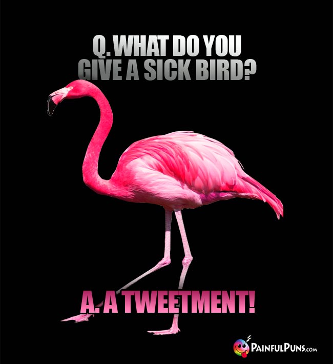 Q. What do you give a sick bird? A. a tweetment!