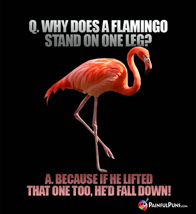 Q. Why does a flamingo stand on one leg? A. Because if he lifted that one too, he'd fall down!