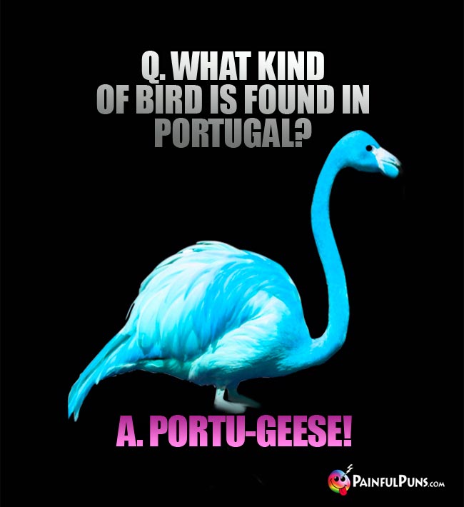 Q. What kind of bird is found in Portugal? A. Porto-geese!