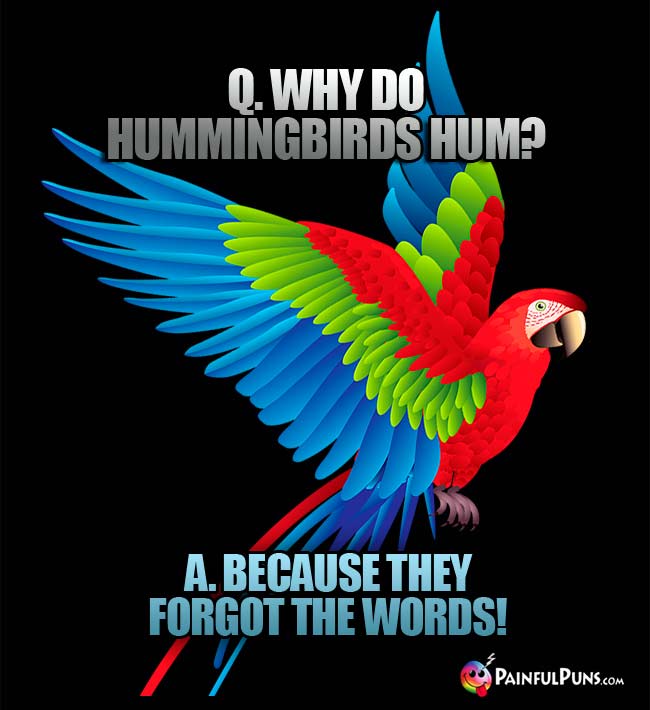 Q. Why do hummingbirds hum? A. Because they forgot the words!