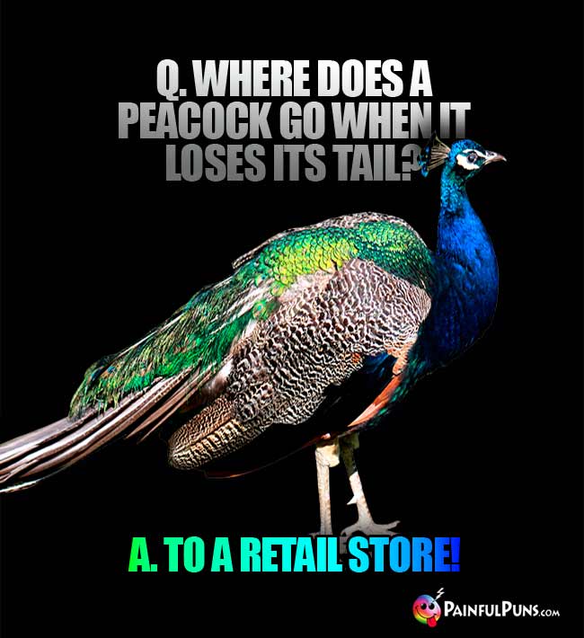 Q. Where does a peacock go when it loses its tail? a. To a Retail sore!
