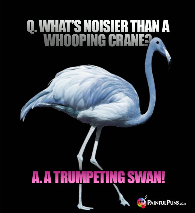 Q. What's noisier than a whooping crane? a. a Trumpeting swan!