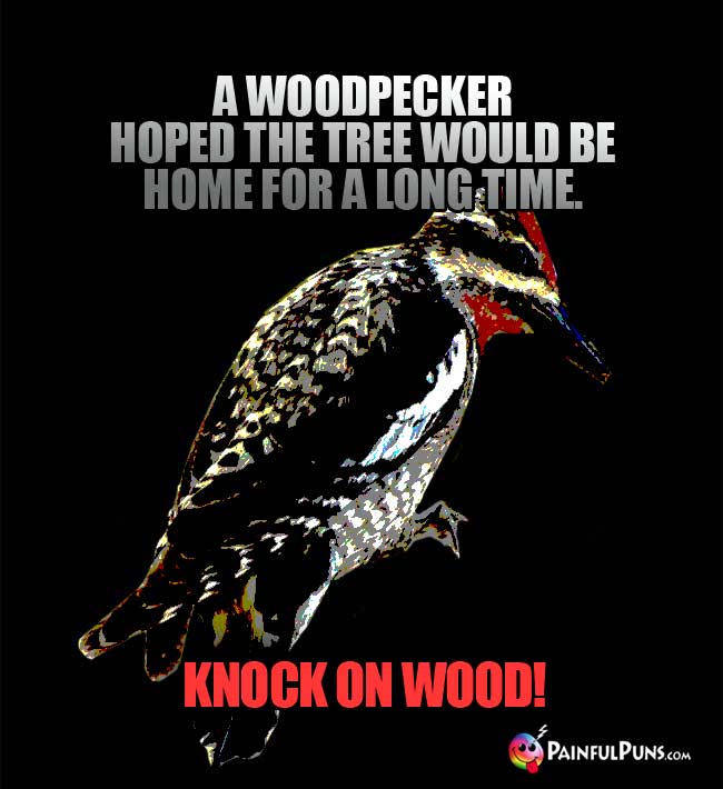 A woodpecker hoped the tree would e home for a long time. Knock on wood!