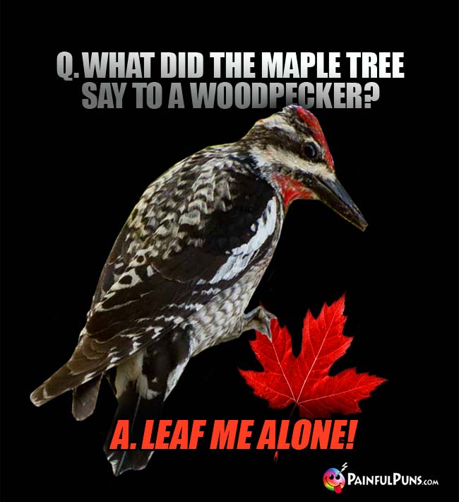 Q. What did the maple tree say to a woodpecker? A. Leaf me alone!