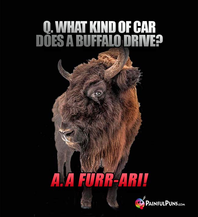 Q. What kind of car does a buffalo drive? A. A Furr-Ari!