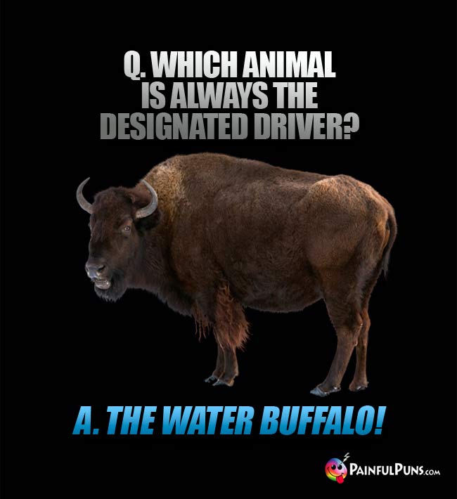 Q Which animal is always the designated driver? A The water buffalo!