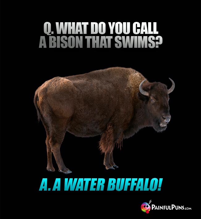 Q. What do you call a bison that swims? A. A water buffalo!