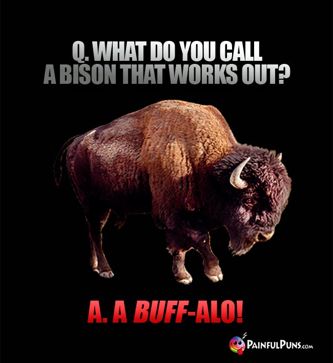 Q. What do you call a bison that works out? A. A buff-alo!