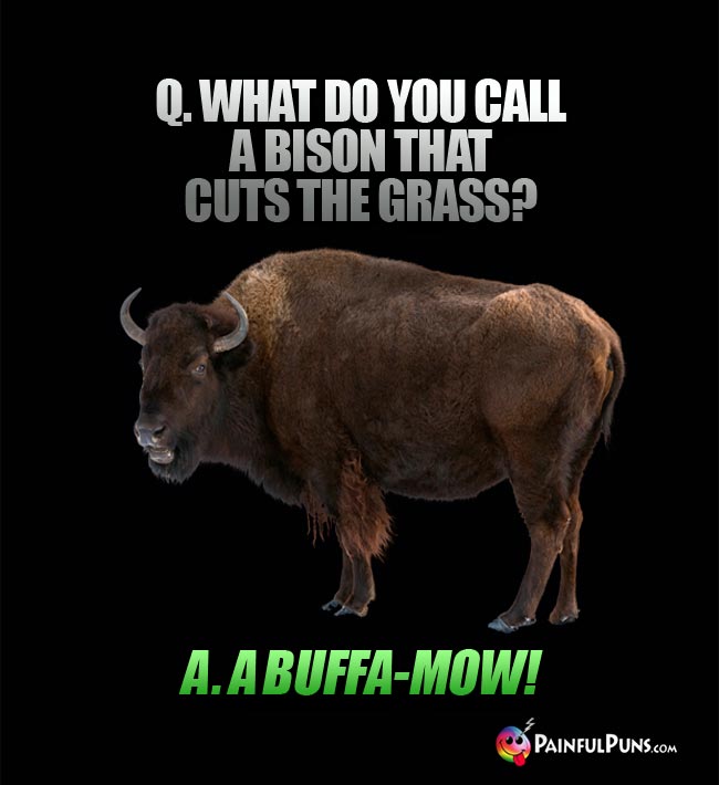 Q. What do you call a bison that cuts the grass? A. A buffa-mow!