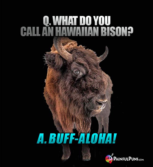 Q. What do you call an Hawaiian bison? A..Buff-aloha!