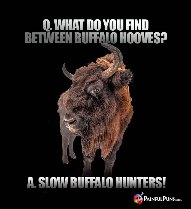Q. What do you find between buffalo hooves? A. Slow buffalo hunters!
