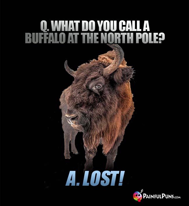 Q. What do you call a buffalo at the North Pole? A. Lost!