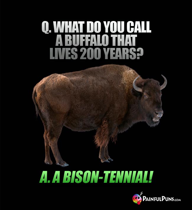 Q. What do yu call a buffalo that lives 200 years? A. A bison-tennial!