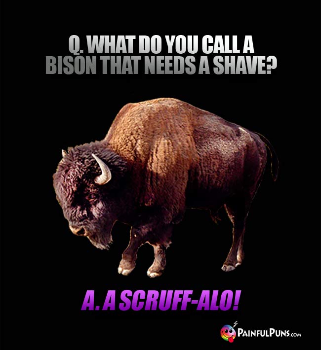 Q. What do you call a bison that needs a shave? A. A Scruff-alo!
