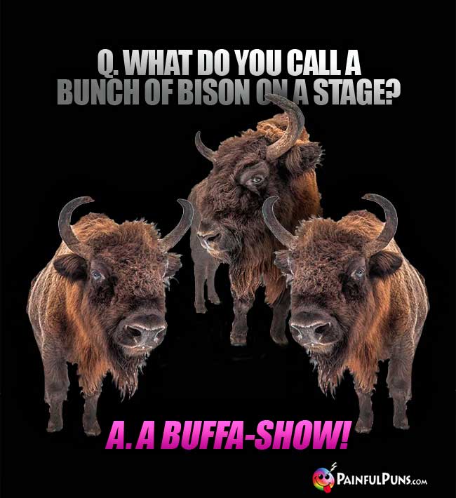Q. What do you call a bunch of bison on a stage? A. A buffa-show!