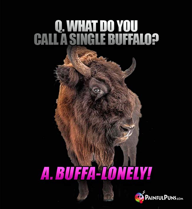 Q. What do you call a single buffalo? A. Buffa-lonely!