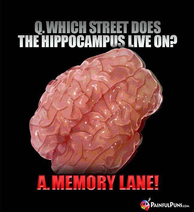 Q. Which street does the hippocampus live on? A. Memory Lane!