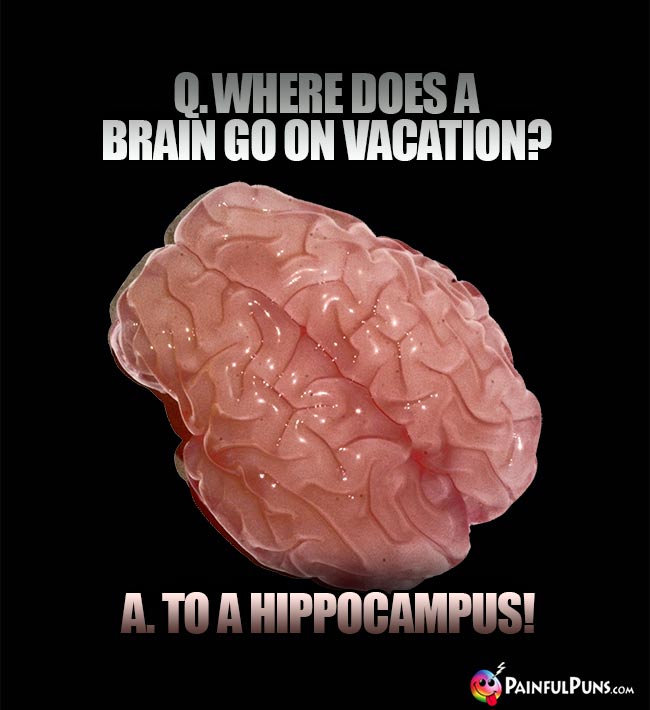 Q. Where does a brain go on vacation? A. To a Hippocampus!