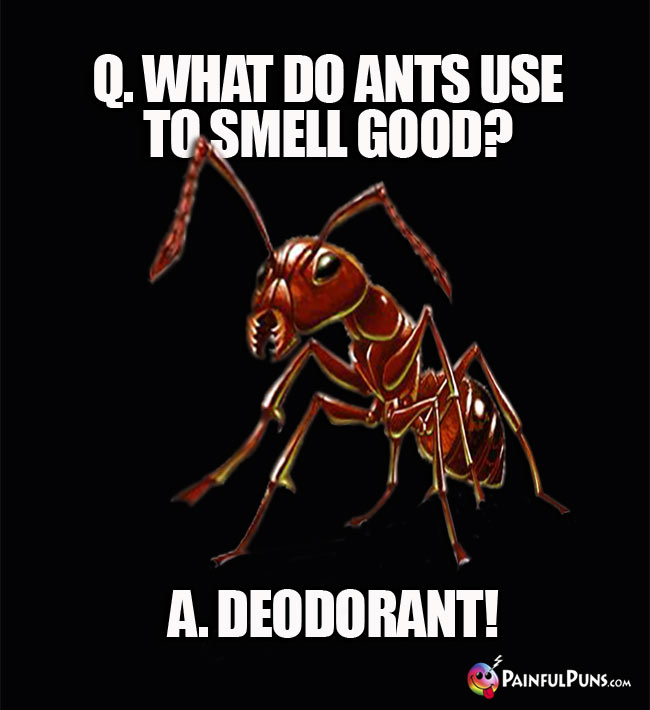 Q. What do ants use to smell good? A. Deodorant!