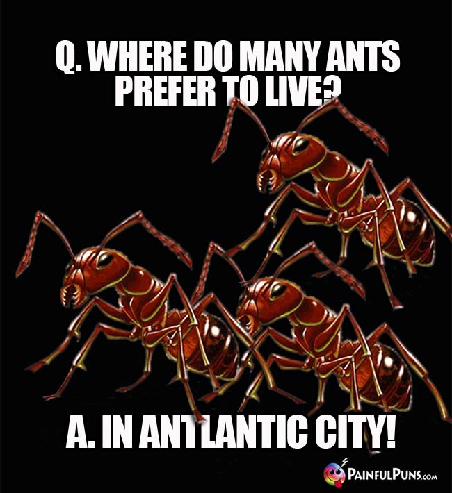 Q. Where do many ants prefer to live? A. In Antlantic City!