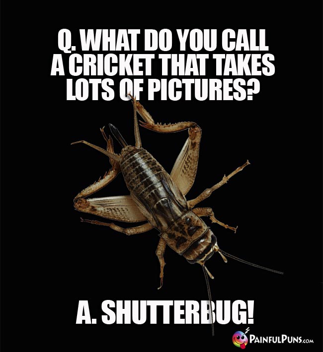 Q. What do you call a cricket that takes lots of pictures? a. Shutterbug!