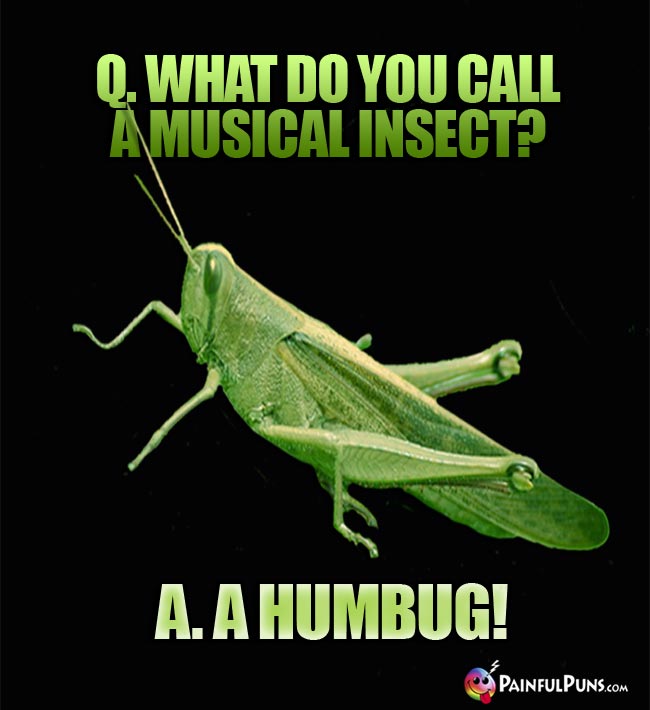 Q. What do you call a musical insect? A. A Humbug!
