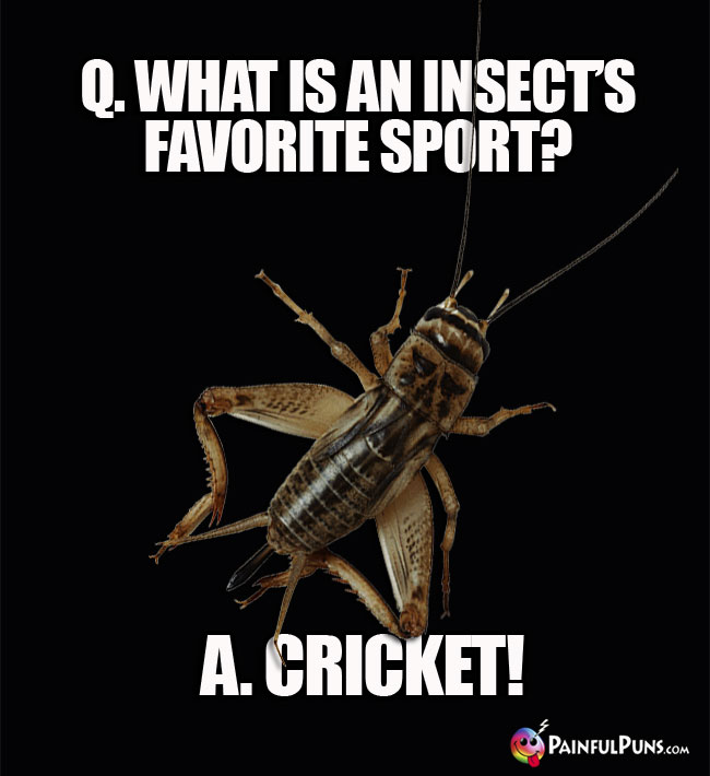 Q. What is an insect's favorite sport? A. Cricket!